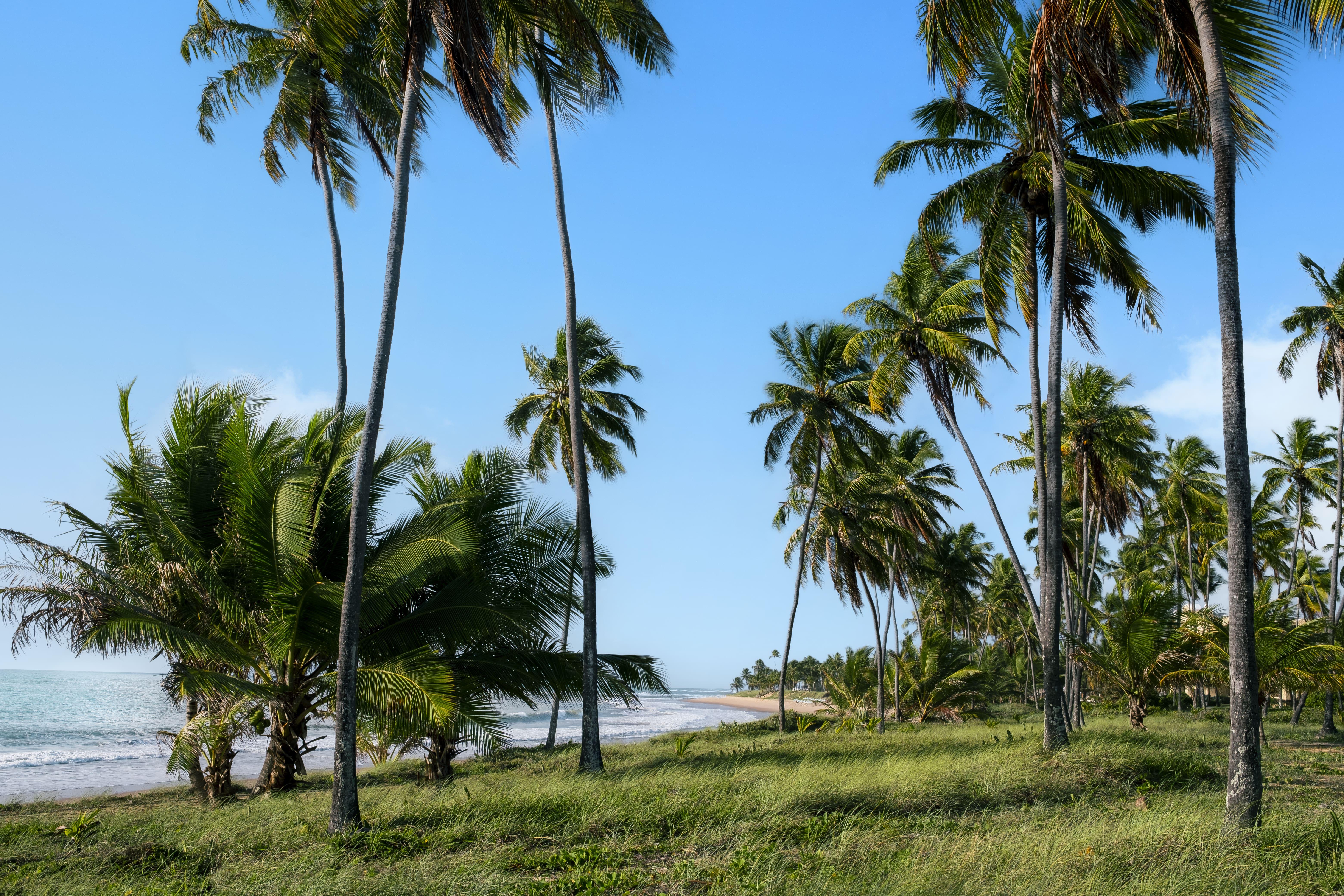 Iberostar Selection Прайя-ду-Форте Экстерьер фото Palm trees in the Gambia